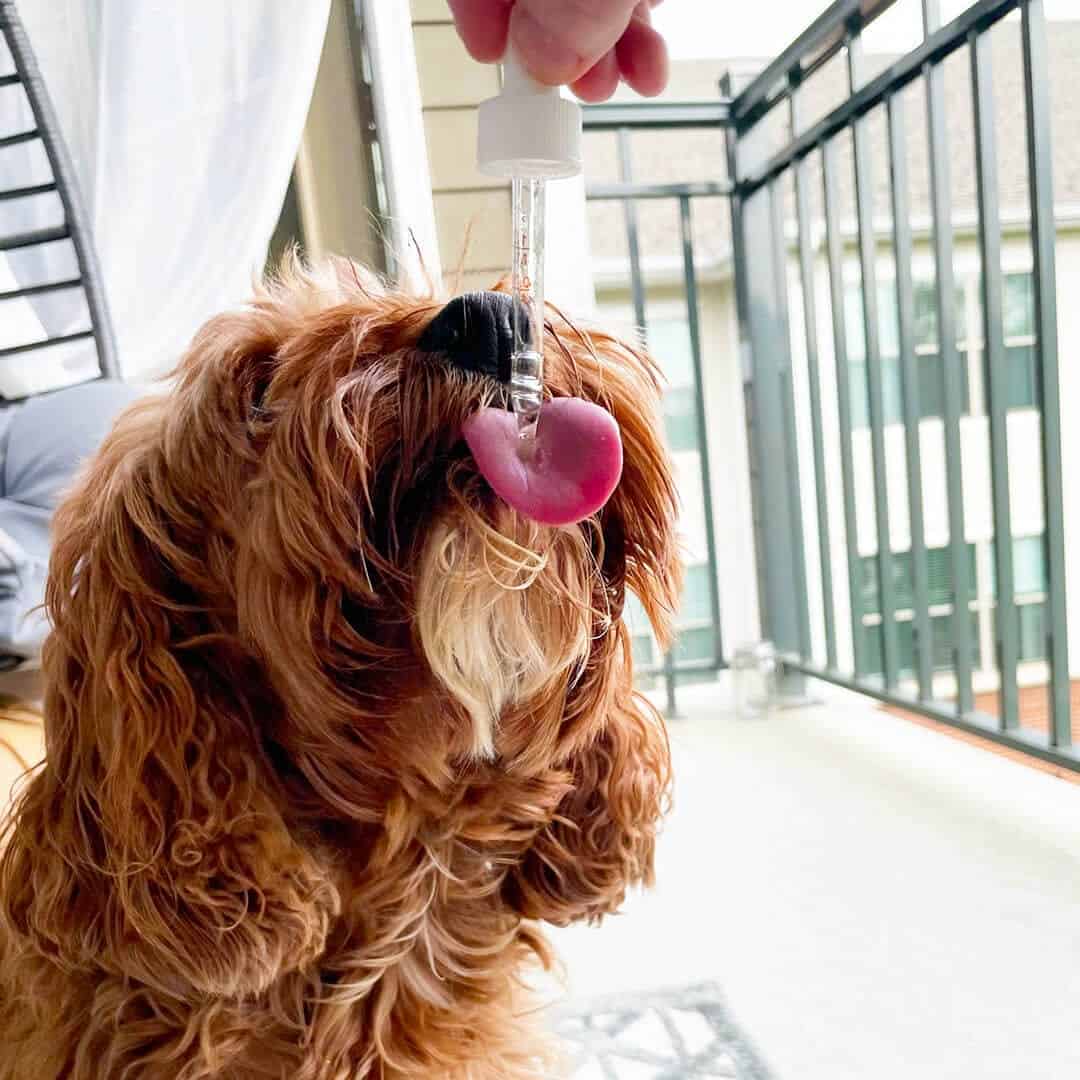 CBD Dog Drops - Image 2