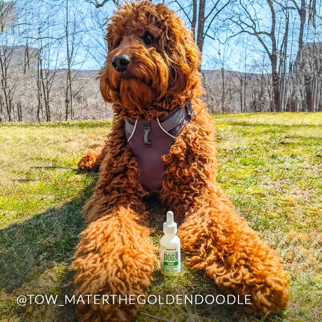 CBD Dog Drops - Image 3